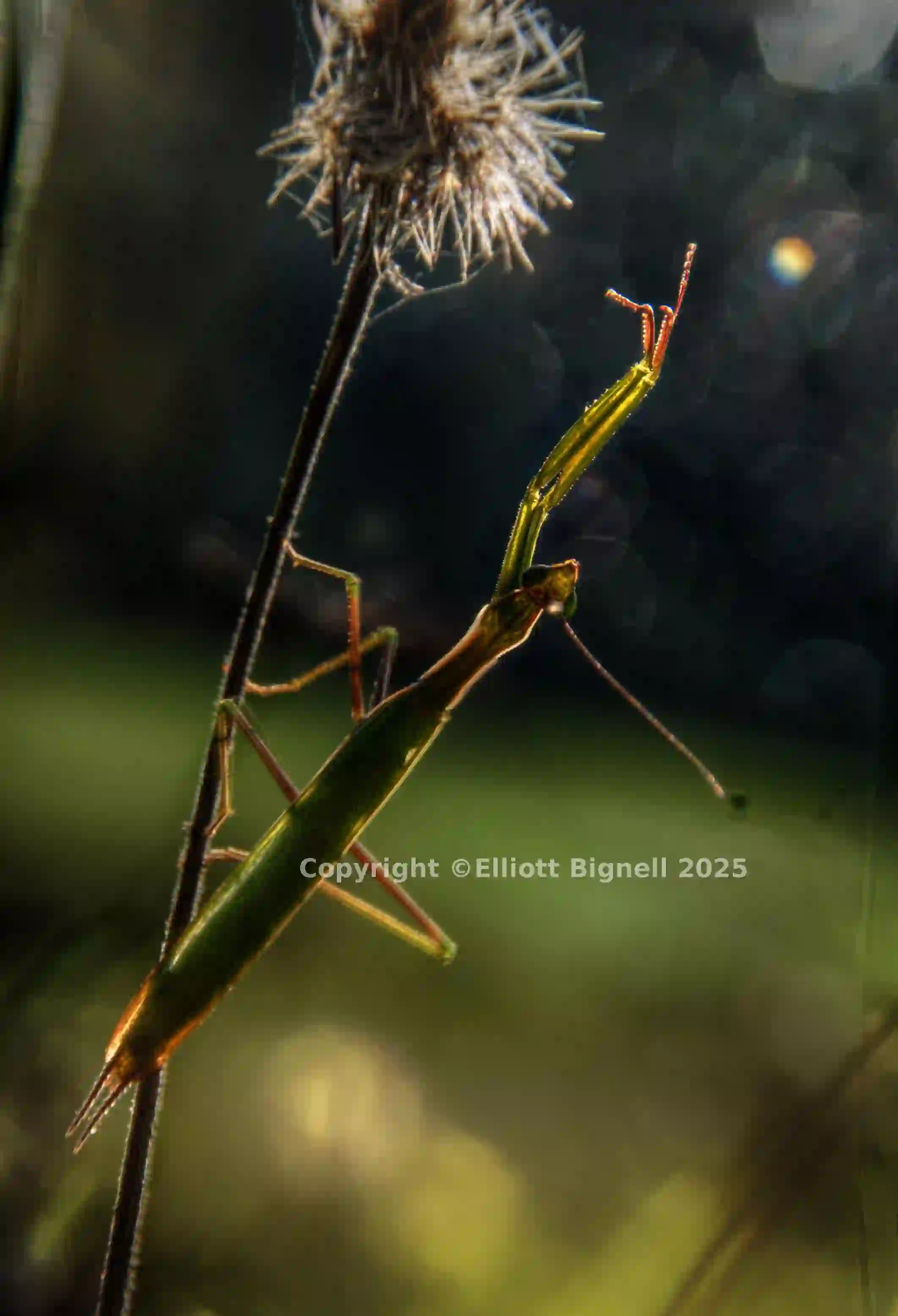 mantiuk_8544ht - mantiuk_8565ht_fused.jpg